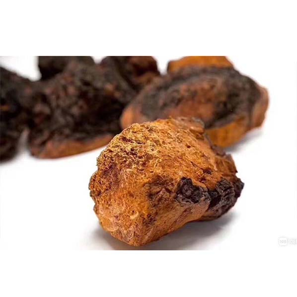 Extracto orgánico de hongo Chaga
