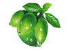 Extracto de nuez de areca, Semen arecae