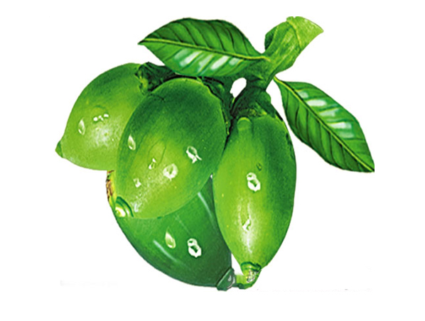 Extracto de nuez de areca, Semen arecae