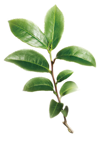 t&eacute; verde 3