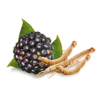 Aumente su inmunidad con extracto de ginseng siberiano de primera calidad