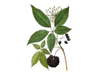 Extracto de ginseng siberiano