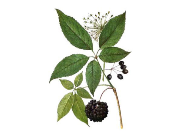 Extracto de ginseng siberiano