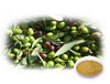 Extracto de hoja de olivo/extracto de oliva