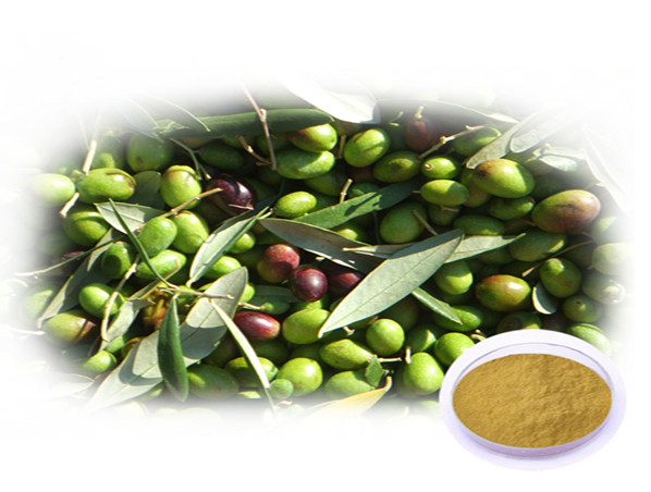Extracto de hoja de olivo/extracto de oliva