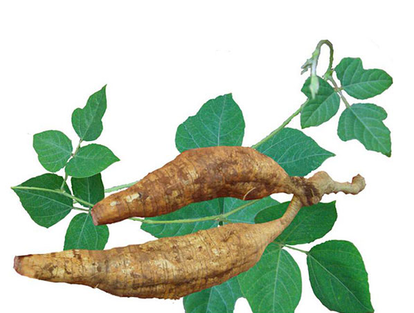 Extracto de raíz de kudzu