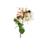 Extracto de flor de madreselva