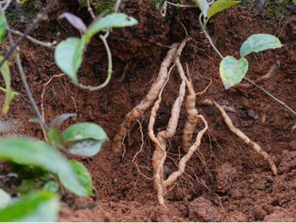 Extracto de raíz de morinda