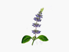 Extracto de Coleus Forskohlii