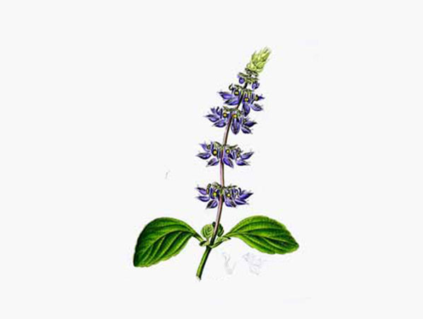 Extracto de Coleus Forskohlii