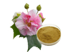 Extracto de flor de hibisco