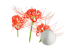 Extracto de hierba Lycoris Radiata
