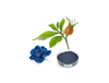 Gardenia Azul