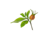 Extracto de gardenia