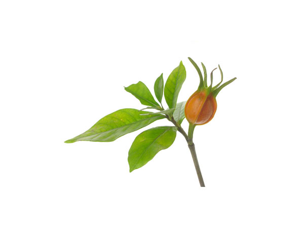 Extracto de gardenia