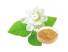 Extracto de té de jazmín