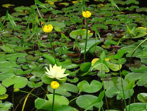 Extracto de raíz de Nuphar Pumilum