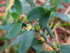 Extracto de Polygonum Aviculare
