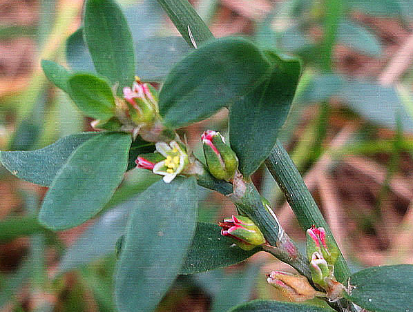 Extracto de Polygonum Aviculare