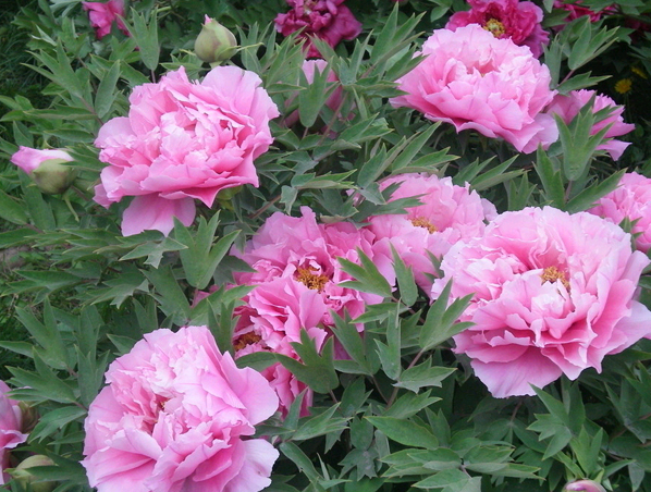 Extracto de Paeonia lactiflora pall