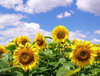 Extracto de girasol