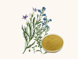 Extracto de Lobelia Intiata