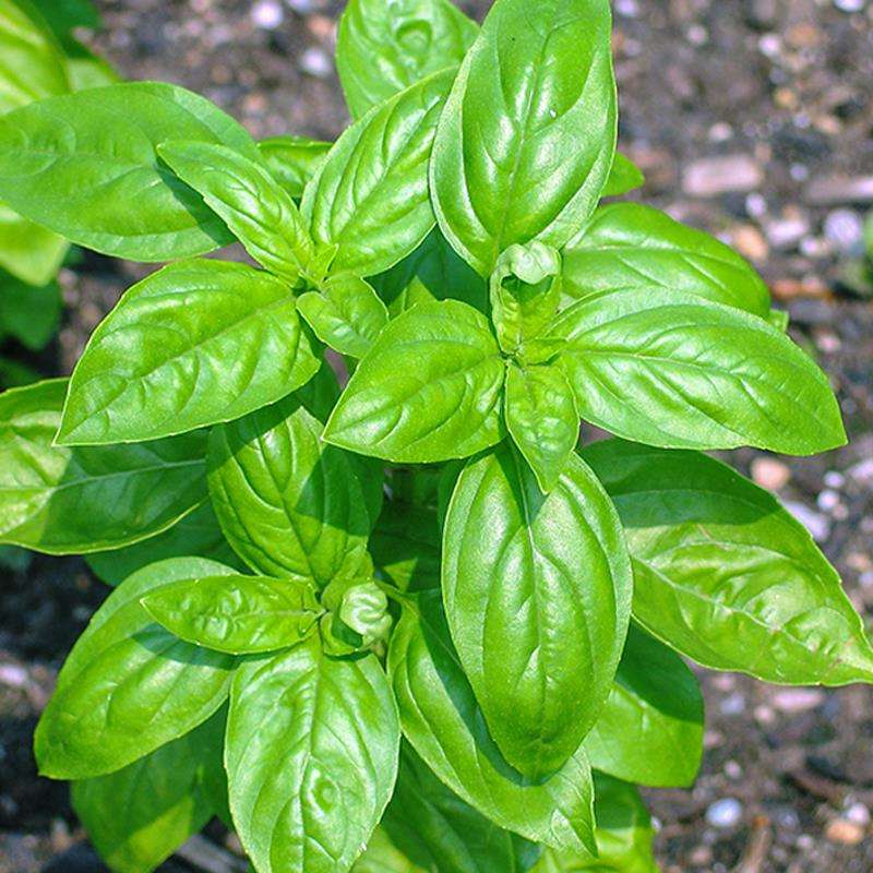 Santuario de Ocimum