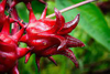 Extracto de rosal