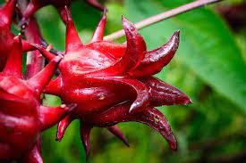 Extracto de rosal