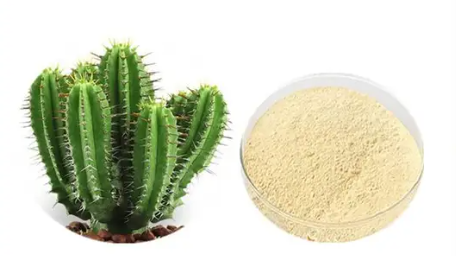 Polvo de fruta de cactus/polvo de hoja de cactus