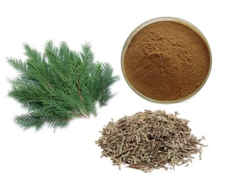 Polvo de extracto de hoja de Platycladus orientalis